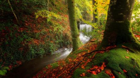 Tranquil Autumn Stream in a Verdant Forest wallpaper