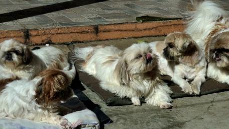 Cute Shih Tzu Puppies Relaxing Together in the Sun wallpaper