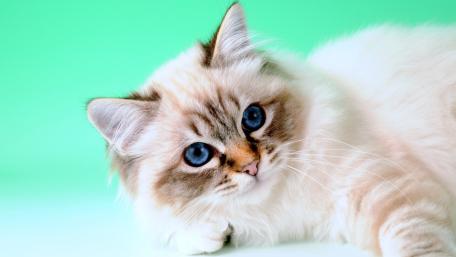 Birman Kitten Relaxing on a Soft Pastel Background wallpaper
