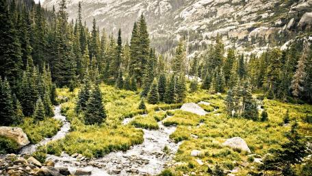 Brook Amidst Pines in Rocky Mountain Splendor wallpaper