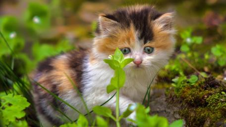 Calico Kitten's Nature Adventure wallpaper