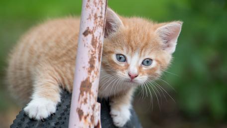 Ginger Kitten Adventure in the Garden wallpaper