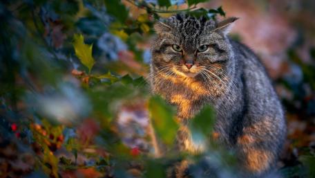 Fierce Gaze Among the Foliage wallpaper