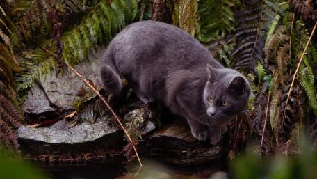 Mysterious Black Cat in the Forest wallpaper