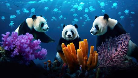 Underwater Pandas wallpaper