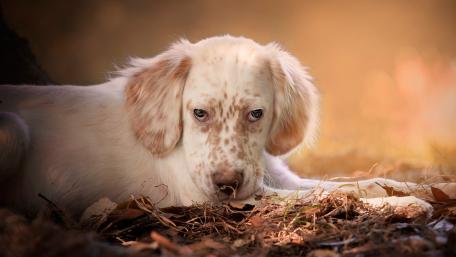 English Setter Puppy Resting in Nature wallpaper