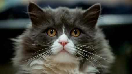 British Longhair Cat's Enchanting Gaze wallpaper