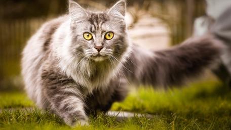 Maine Coon in Its Natural Habitat wallpaper