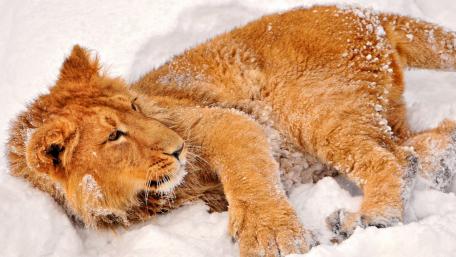 Lion Relaxing in Snowy Wonderland wallpaper