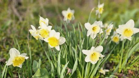 Charming Daffodil Blooms in Natural Surroundings wallpaper