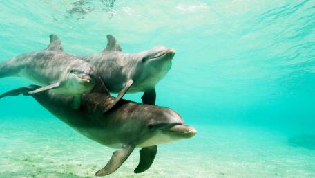 Dancing Dolphins in Tranquil Waters wallpaper