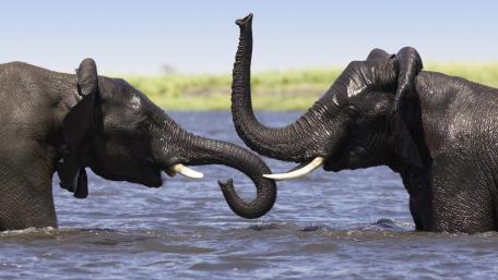 Elephants Embracing in Nature's Playground wallpaper