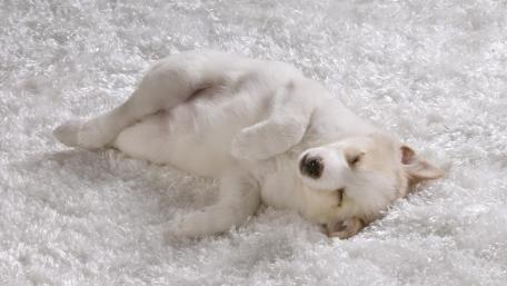 Cozy Dreamland Bliss of a Sleeping Puppy wallpaper