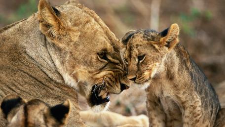 Majestic Bonding in the Wild wallpaper