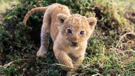 Lion Cub Adventure in the Grass wallpaper