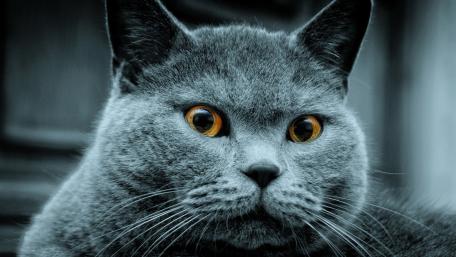 Chartreux Cat Intense Gaze wallpaper