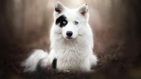 Yakutian Laika in Enigmatic Forest Beauty wallpaper