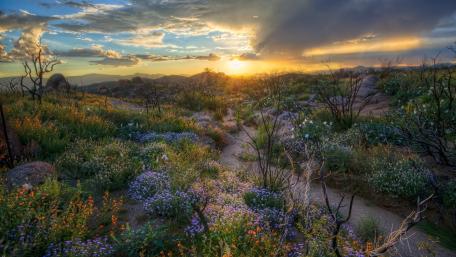 Sunset Serenity in Vibrant Shrubland wallpaper
