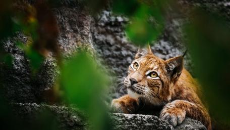Wild Elegance in the Wildcat's Eyes wallpaper