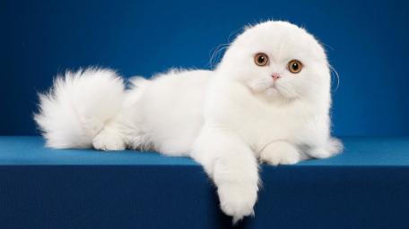 Scottish Fold Beauty in White Fur wallpaper