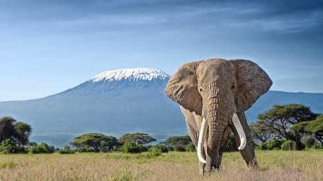 Majestic Elephant Wanderer in Amboseli Savanna wallpaper