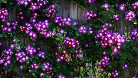 Purple Wild Rose Cluster Against Wooden Fence wallpaper