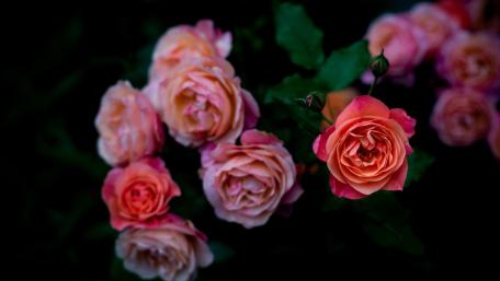 Blooming Roses in Vivid Detail wallpaper