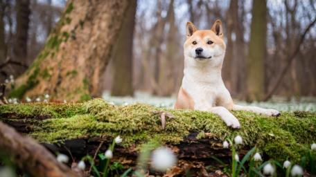 Shiba Inu in Tranquil Forest Setting wallpaper