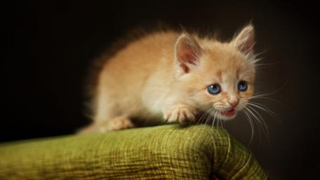 Ginger Kitten's Adventurous Exploration Awaits wallpaper