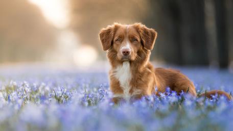 Nova Scotia Duck Tolling Retriever in Blooming Field wallpaper