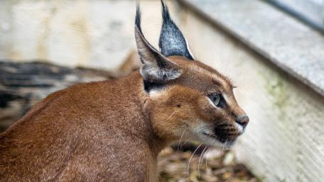 Caracal Grace in the Wild wallpaper