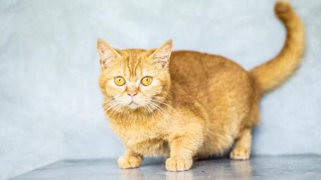 Golden Gaze of a British Shorthair wallpaper