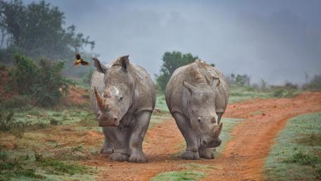 Majestic Rhinos Strolling in the Misty Wild wallpaper