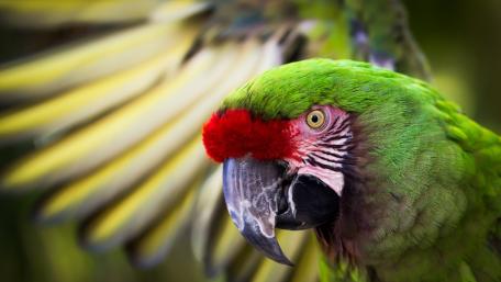 Vibrant Colors of the Military Macaw wallpaper