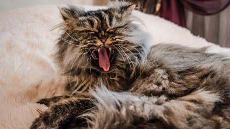Fluffy Cat Yawning Blissfully on Soft Bedding wallpaper