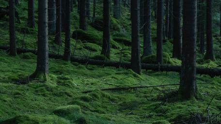 Dark Enchantment Amidst the Woods wallpaper