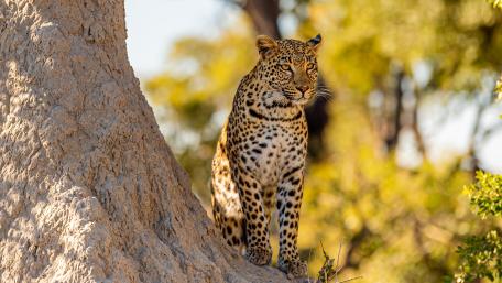Majestic Leopard in Sunlit Wilderness wallpaper