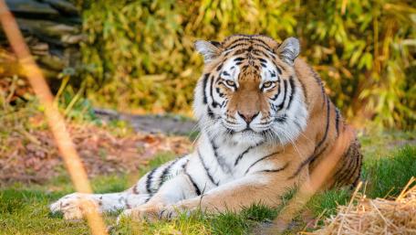 Majestic Tiger in a Serene Habitat wallpaper