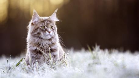 Majestic Maine Coon in Scenic Frosty Field wallpaper