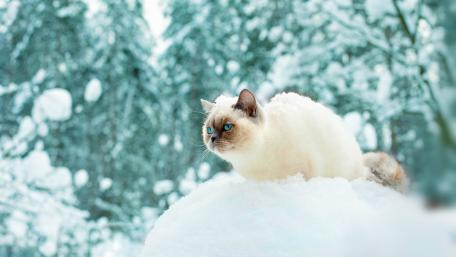 White Ragdoll Cat in Snowy Wonderland wallpaper