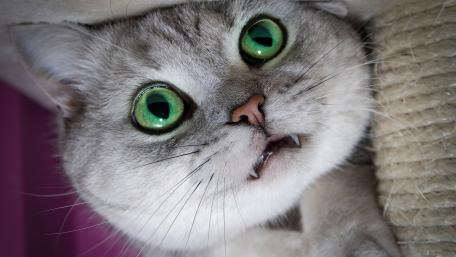 Vampire Cat with Enchanting Green Eyes wallpaper