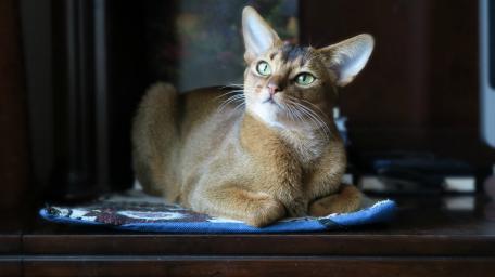 Abyssinian Cat in Thoughtful Pose wallpaper