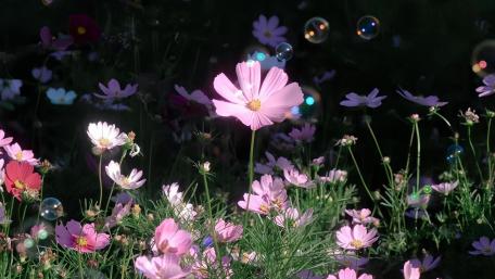 Cosmos Blooms at Twilight wallpaper
