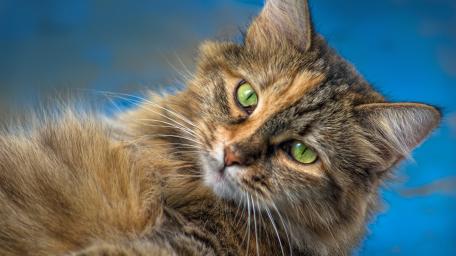 Majestic Maine Coon with Striking Green Eyes wallpaper