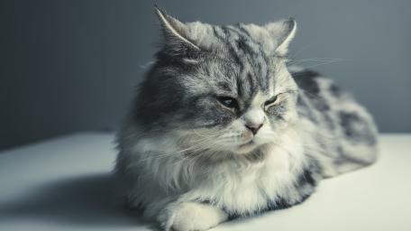 Grey Persian Cat Elegance in Profile wallpaper