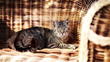 Charming Cat Relaxing on Wicker Chair wallpaper