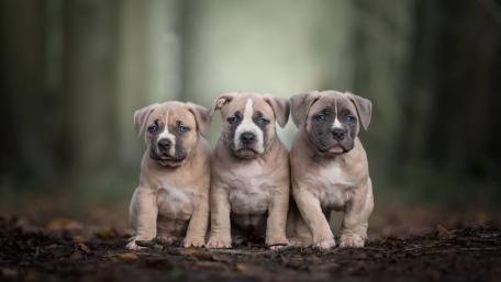 Puppy Trio in the Woods Adventure wallpaper