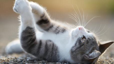 Playful Cat Relaxing in Sunlight wallpaper
