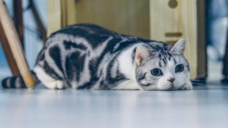 Brindle American Shorthair Cat Resting Indoors wallpaper