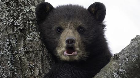 Playful Bear Cub in Nature's Embrace wallpaper